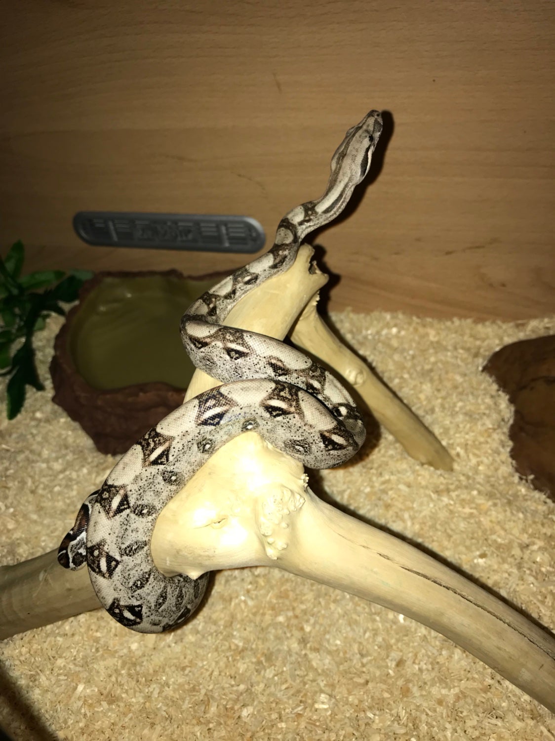 Best substrate for boa constrictor Reptile Forums