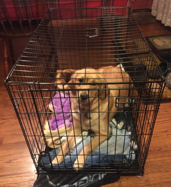 What Size Dog Crate for Golden Retriever: Ultimate Guide 2025