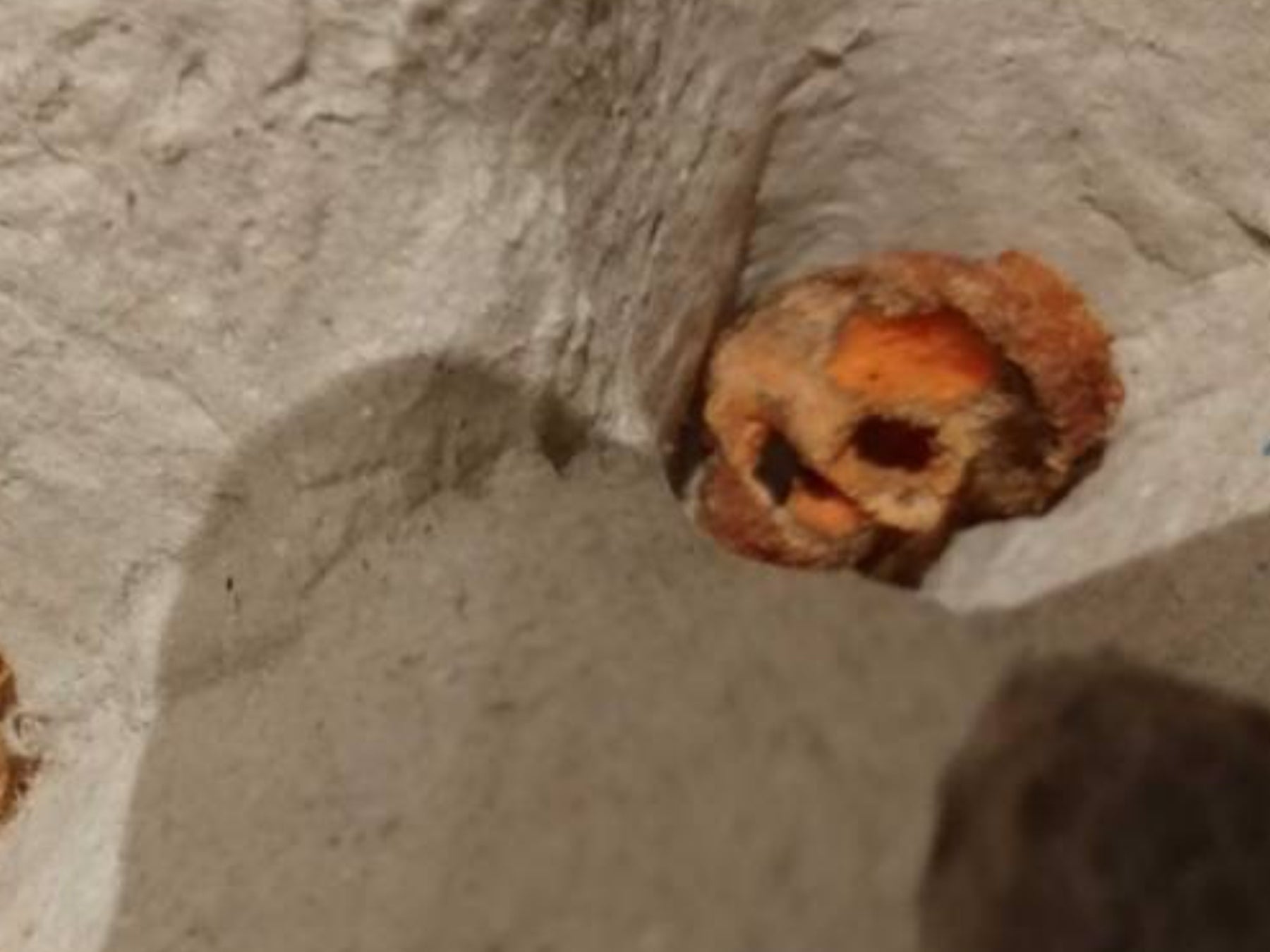 Mealworms dead or still alive? Reptile Forums