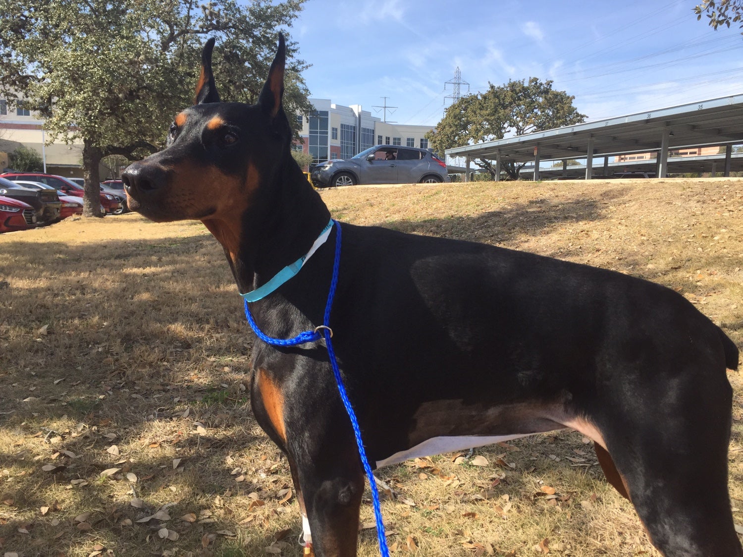 Intestinal Adhesions Page 2 Doberman Forum Doberman Breed Dog Forums