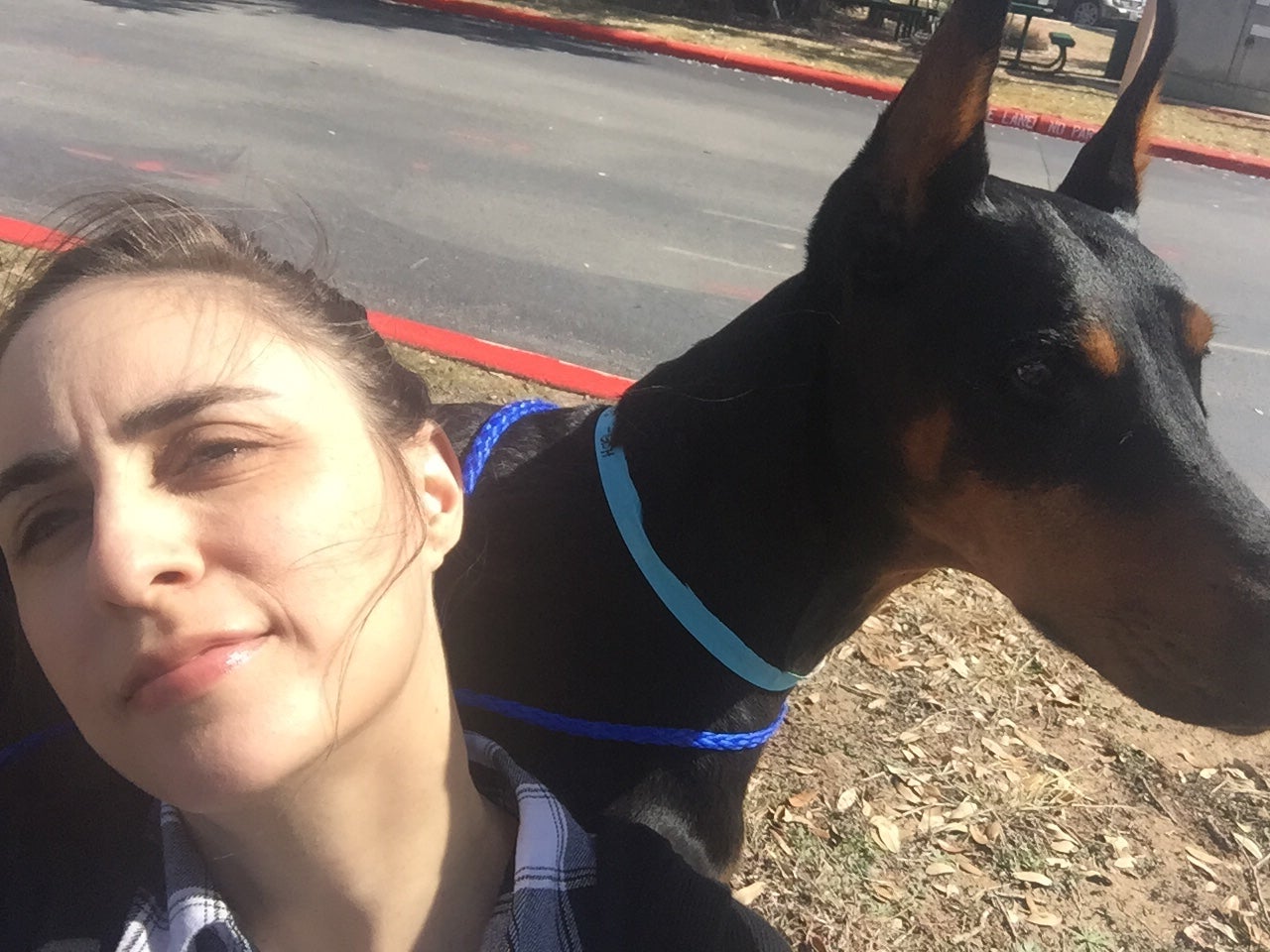 Intestinal Adhesions Page 2 Doberman Forum Doberman Breed Dog Forums