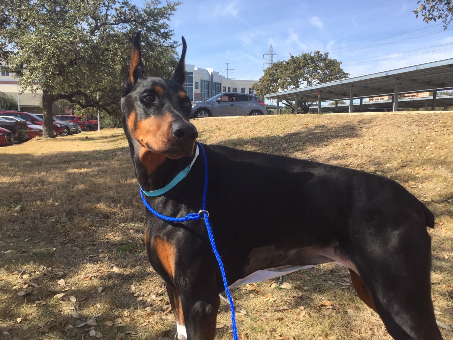 Intestinal Adhesions Page 2 Doberman Forum Doberman Breed Dog Forums