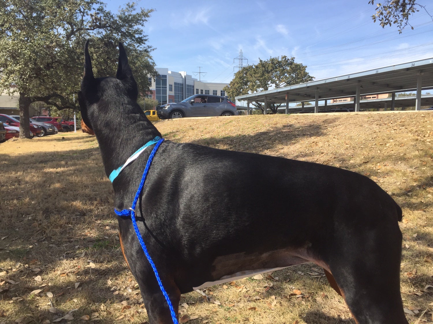 Intestinal Adhesions Page 2 Doberman Forum Doberman Breed Dog Forums