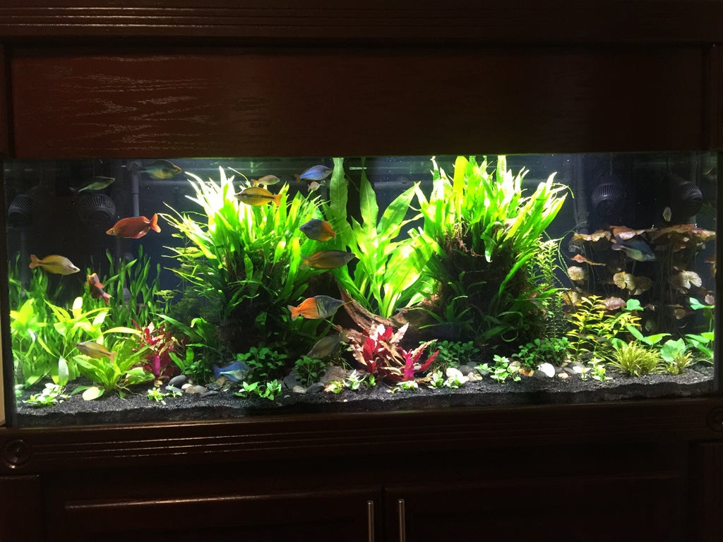 Setting AI Prime Freshwater The Planted Tank Forum
