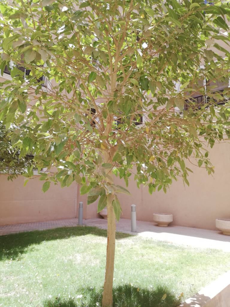 Which tree is safe for the budgies Talk Budgies Forums