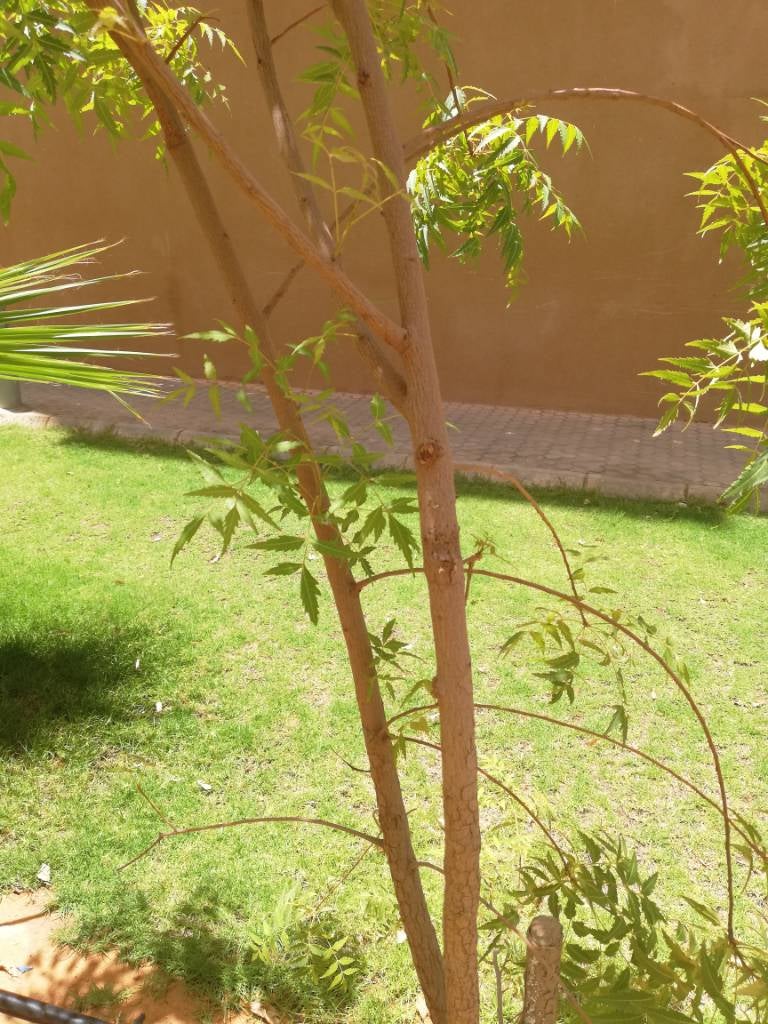 Which tree is safe for the budgies Talk Budgies Forums