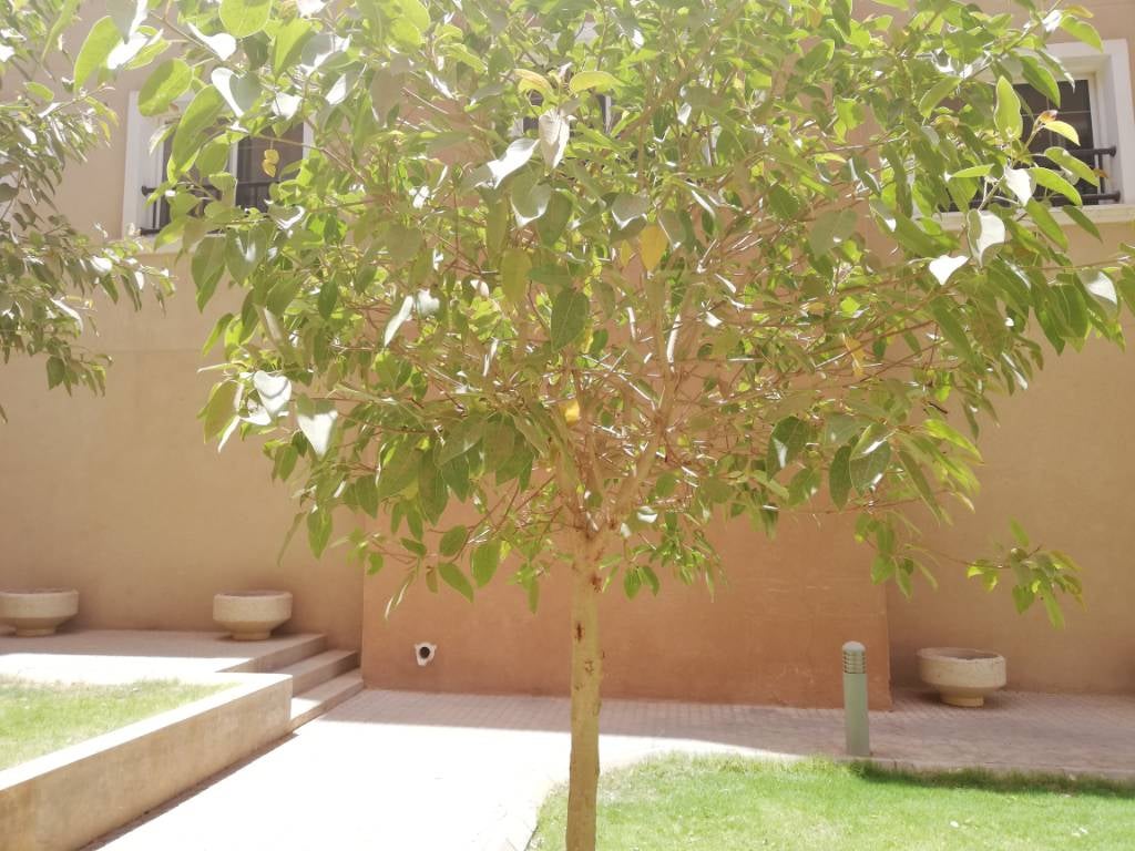 Which tree is safe for the budgies Talk Budgies Forums