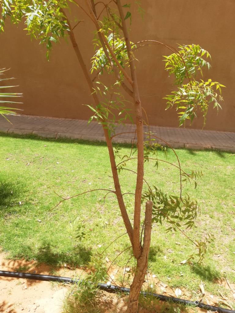 Which tree is safe for the budgies Talk Budgies Forums