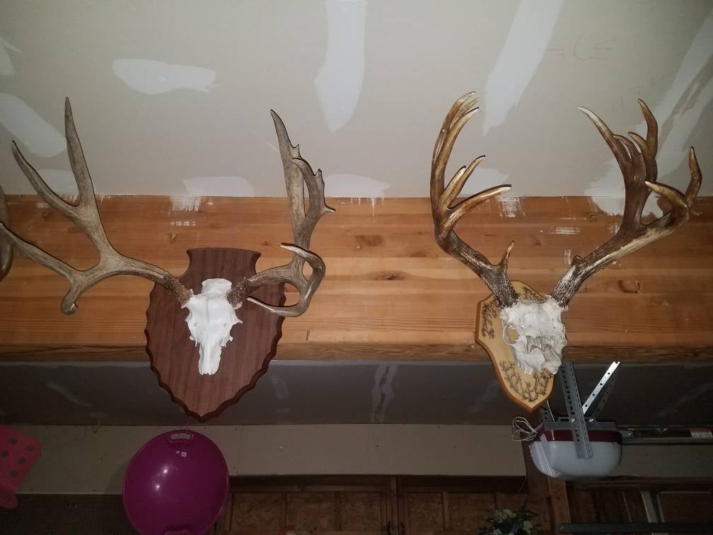 Multi Euro Mount Let's see your euro mounts | Page 2 | Archery Talk Forum