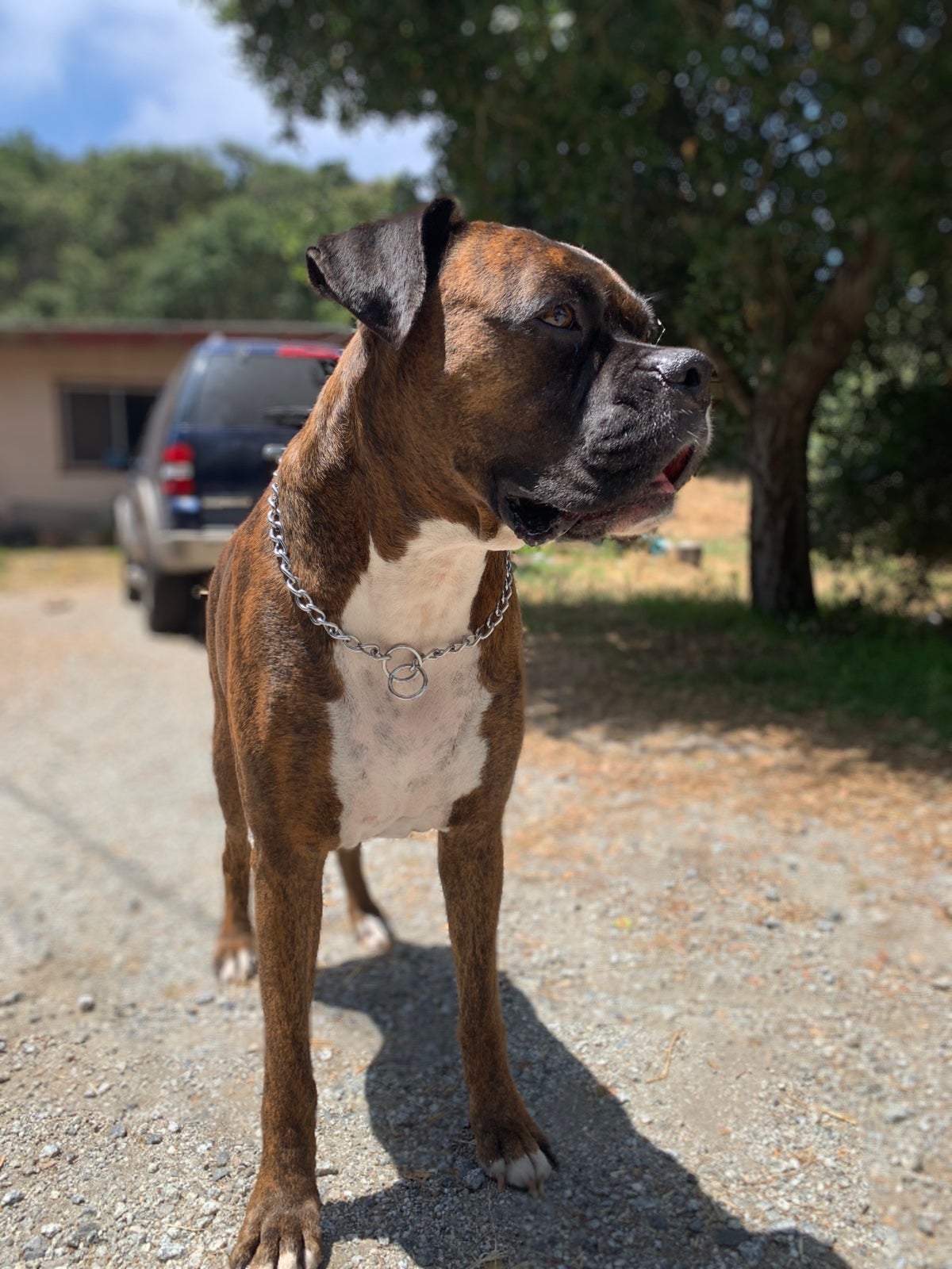 Duke | Boxer Breed Dog Forums