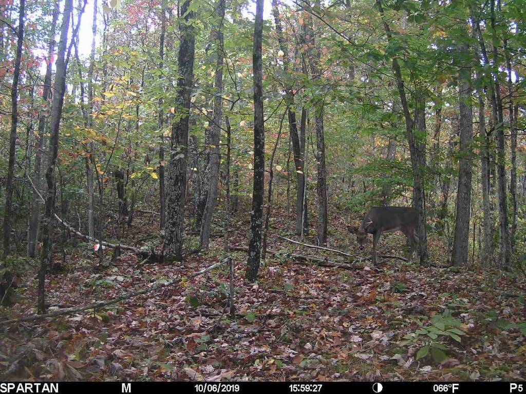 Black Widow Doe Urine 3Oz Southern : Hunting Scents