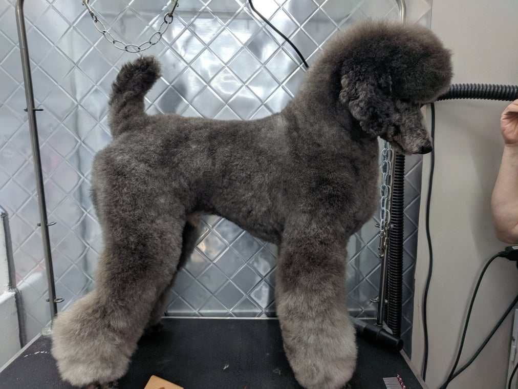 Silver Color Question | Poodle Forum