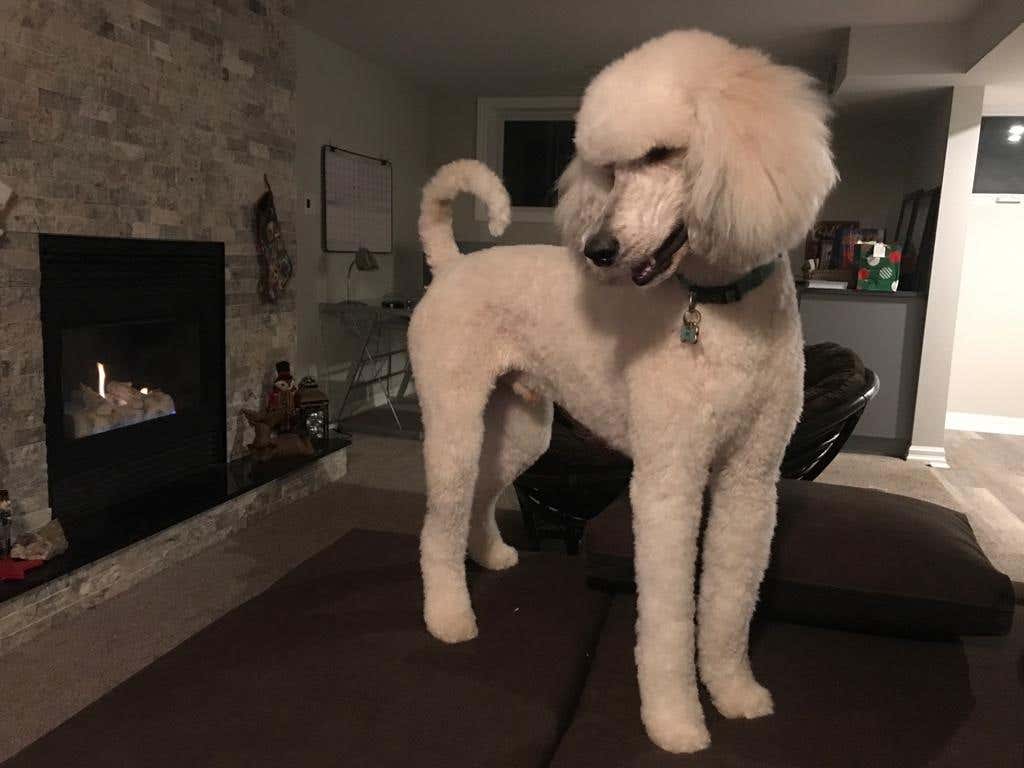 How to Create a Pouf in a Poodle Tail: Easy Steps for Stunning Style