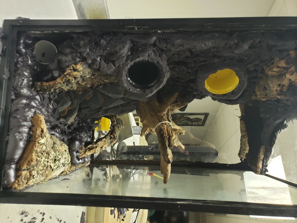 Amazon Milk Frog Paludarium Build Dendroboard