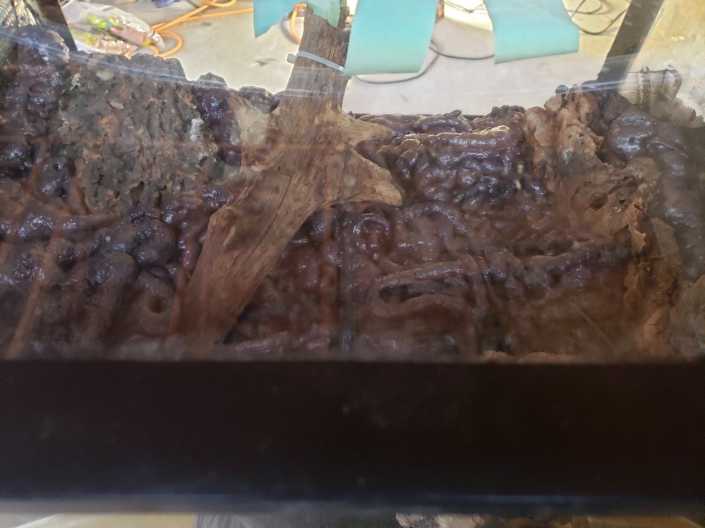 Amazon Milk Frog Paludarium Build Dendroboard