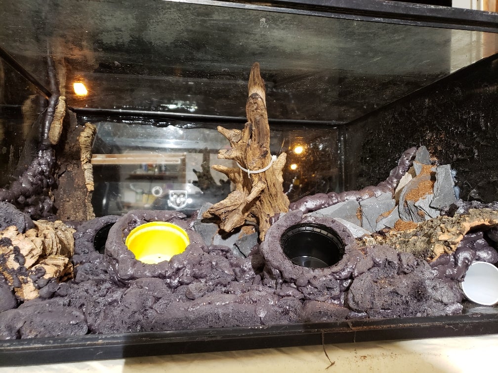 Amazon Milk Frog Paludarium Build Dendroboard