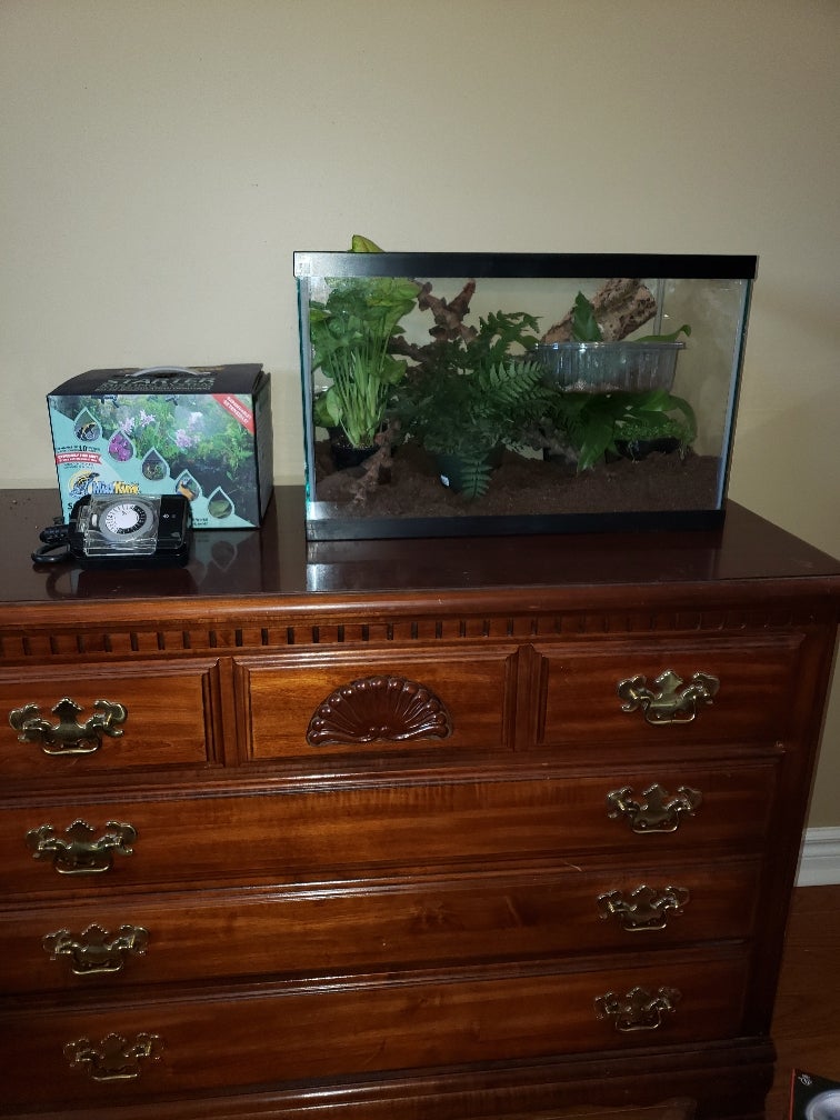 Amazon Milk Frog Paludarium Build Dendroboard