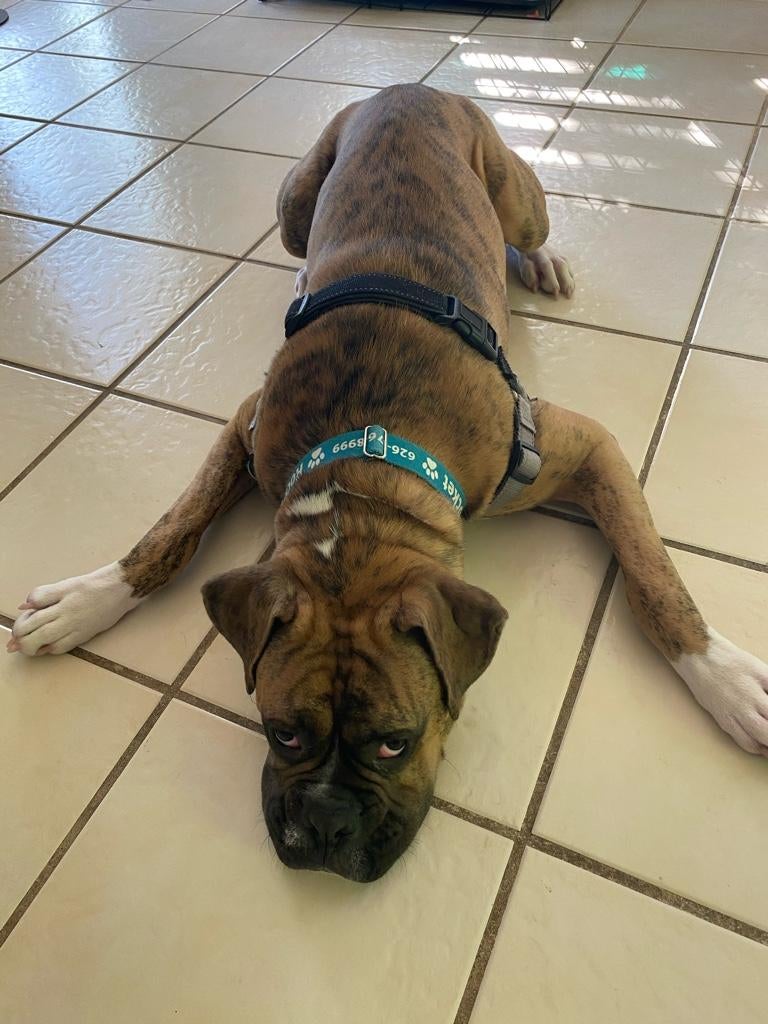 Ugh.. Help!? Potty training gone bad; 8 month old dog not housebroken Boxer Breed Dog Forums