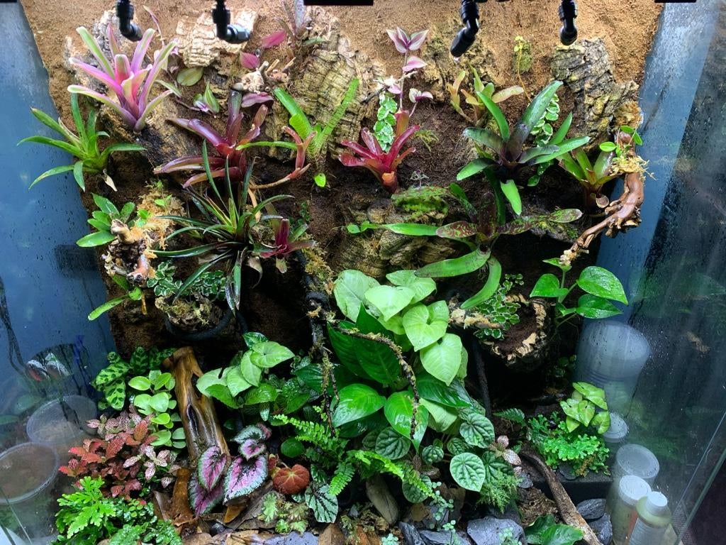 36x18x36 Exo Terra 100 gallon Vivarium Dendroboard