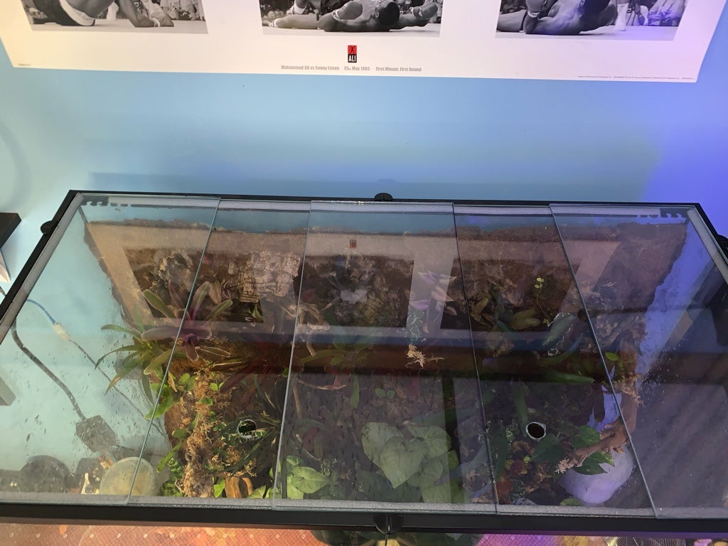 36x18x36 Exo Terra 100 gallon Vivarium Dendroboard