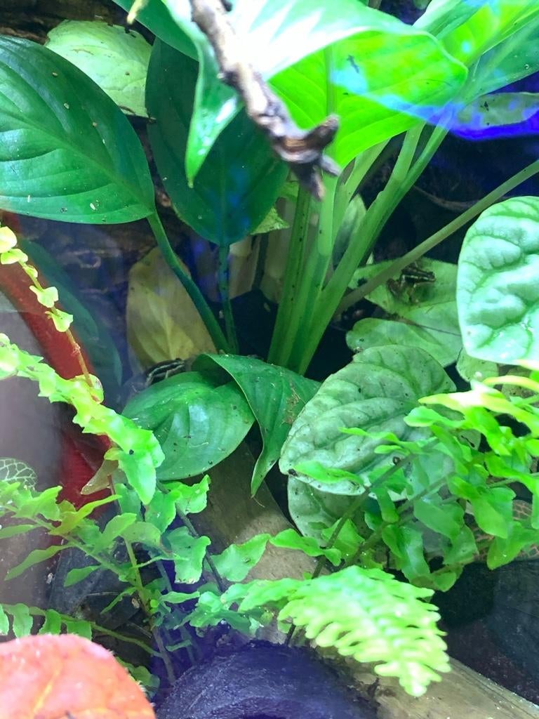 36x18x36 Exo Terra 100 gallon Vivarium Dendroboard