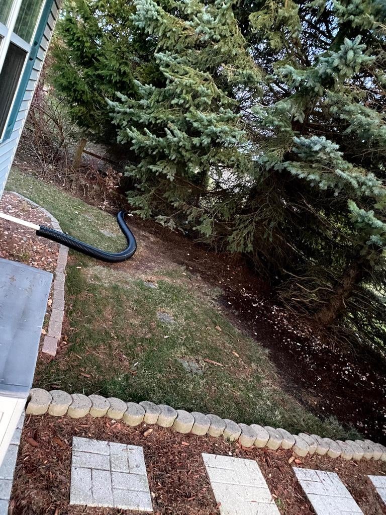 Dying blue spruce dilemma, arborist states no evergreen will survive in ...