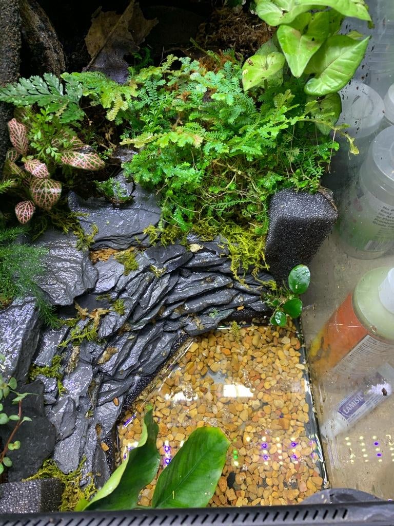 36x18x36 Exo Terra 100 gallon Vivarium Dendroboard