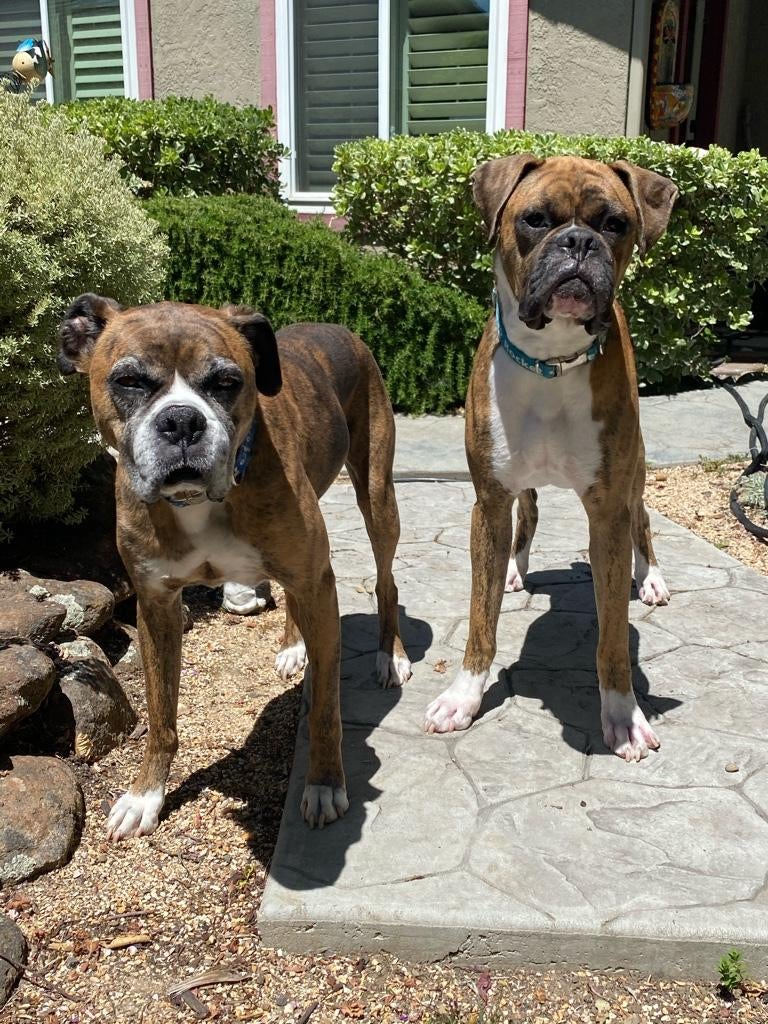 Ugh.. Help!? Potty training gone bad; 8 month old dog not housebroken Boxer Breed Dog Forums