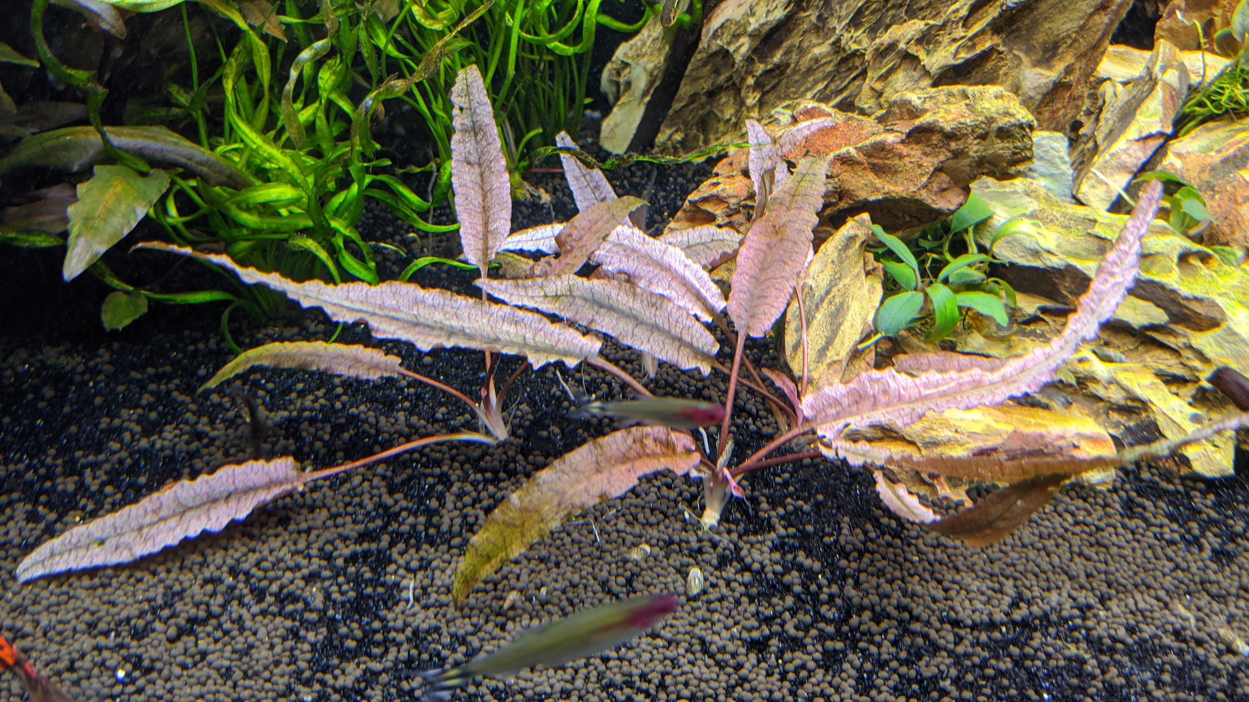 Crypt pink - flamingo vs panther? | The Planted Tank Forum