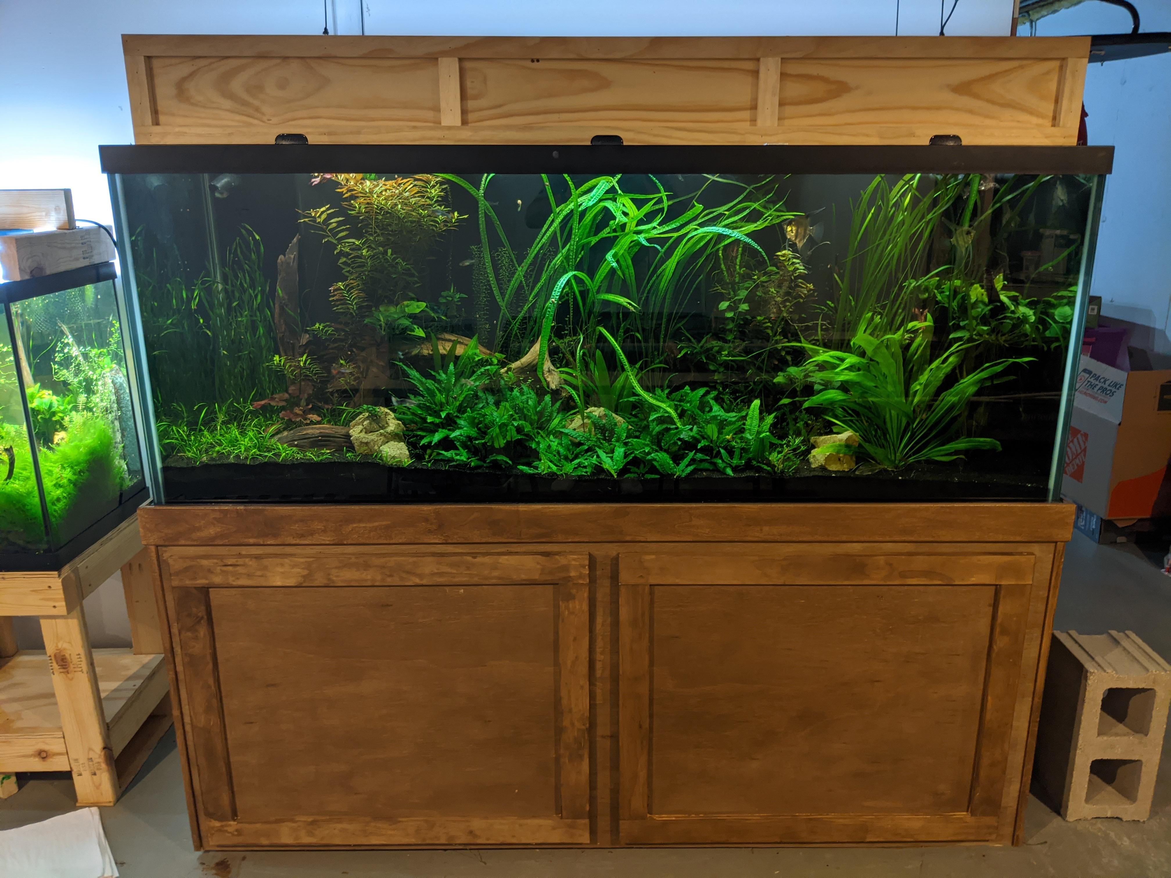 Show me your Crypt aquariums? (Or similar) | The Planted Tank Forum