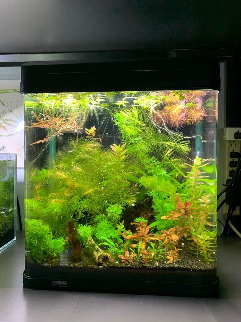 olivenbaum aus griechenland kaufen Olivenbaum "Koroneiki"  +/- 140 cm (Beispielfoto) 4-6 Lt. Topf