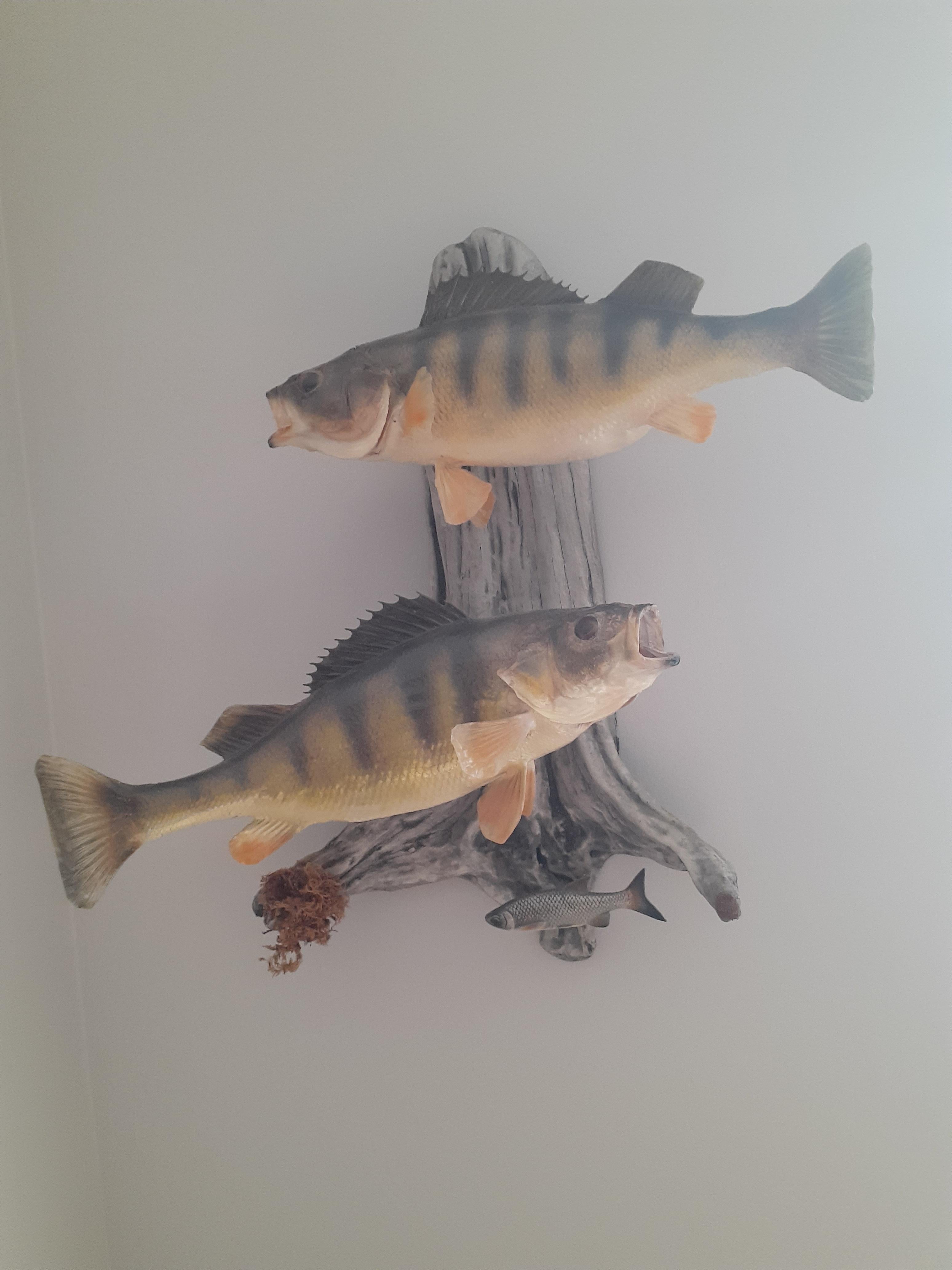 Getting into fish taxidermy Ohio Game Fishing