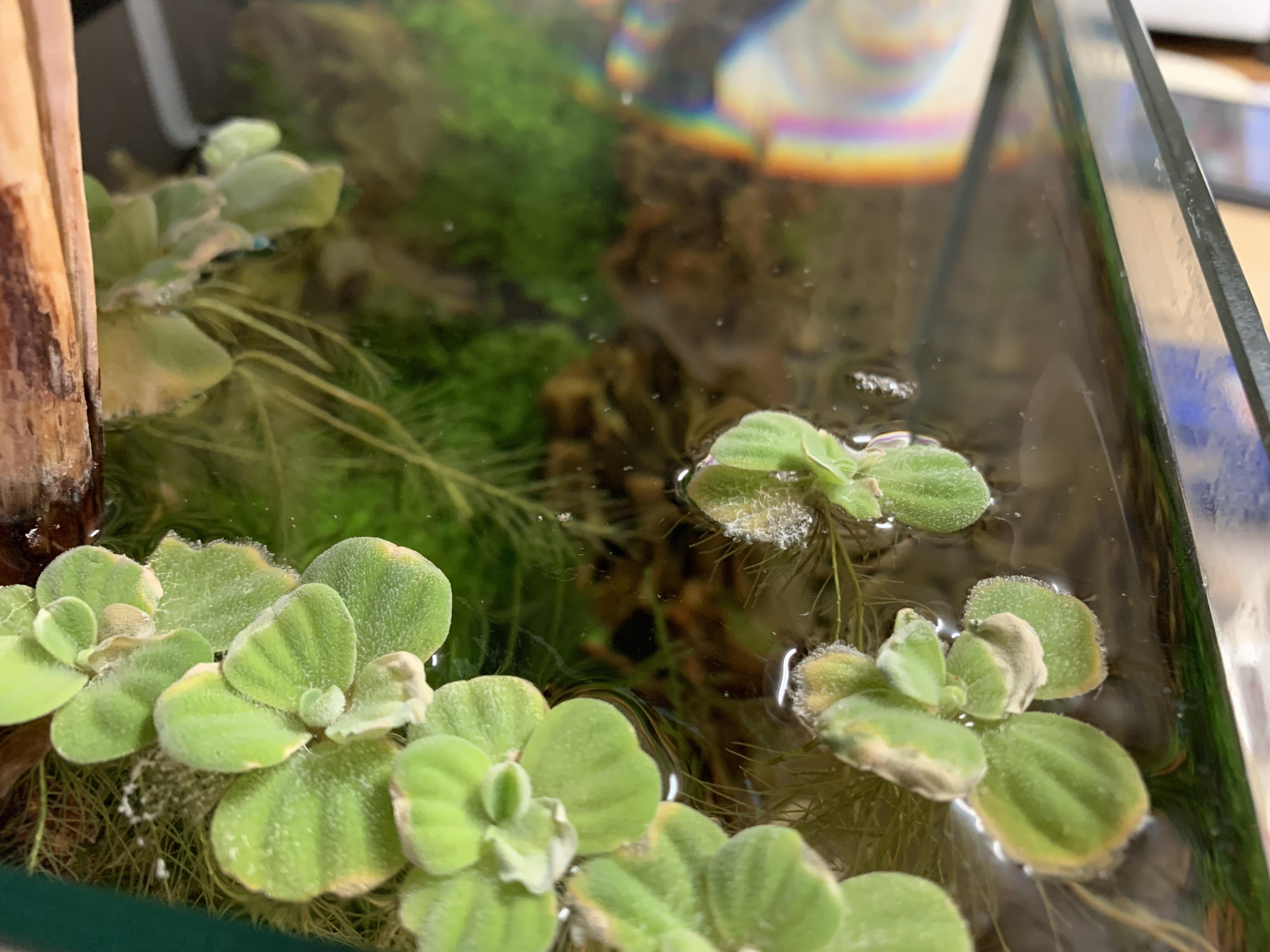 Water lettuce melting, is it normal? | The Planted Tank Forum, image size:1920x1440