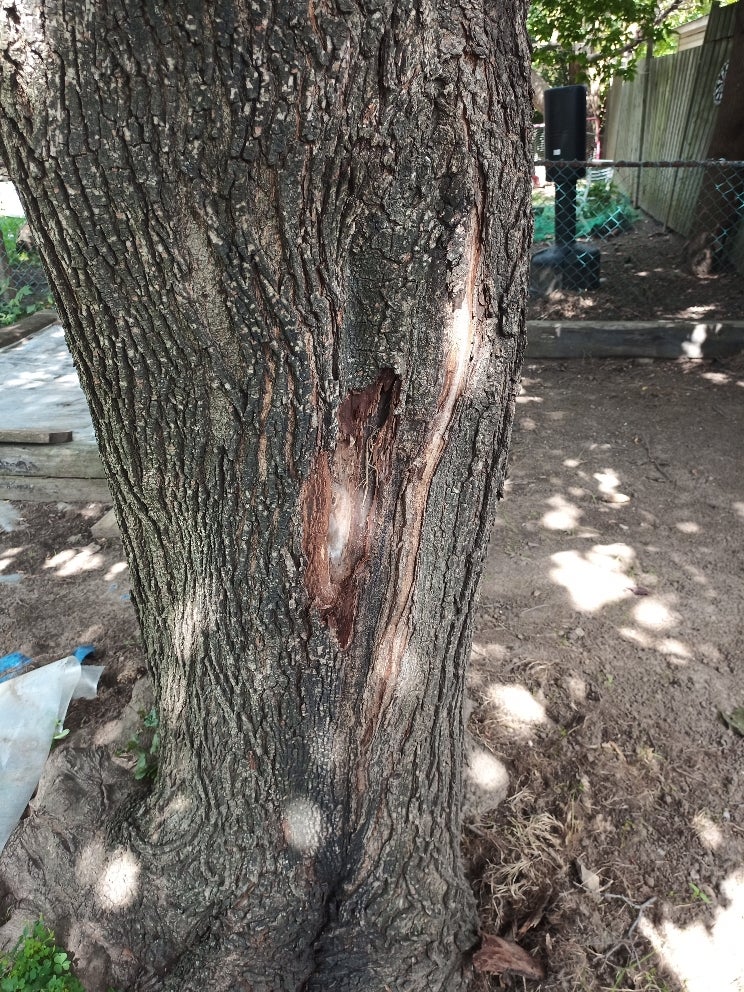 Red Maple issues DIY Home Improvement Forum