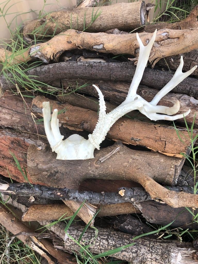 Half rack buck......whatcha' think? | Archery Talk Forum
