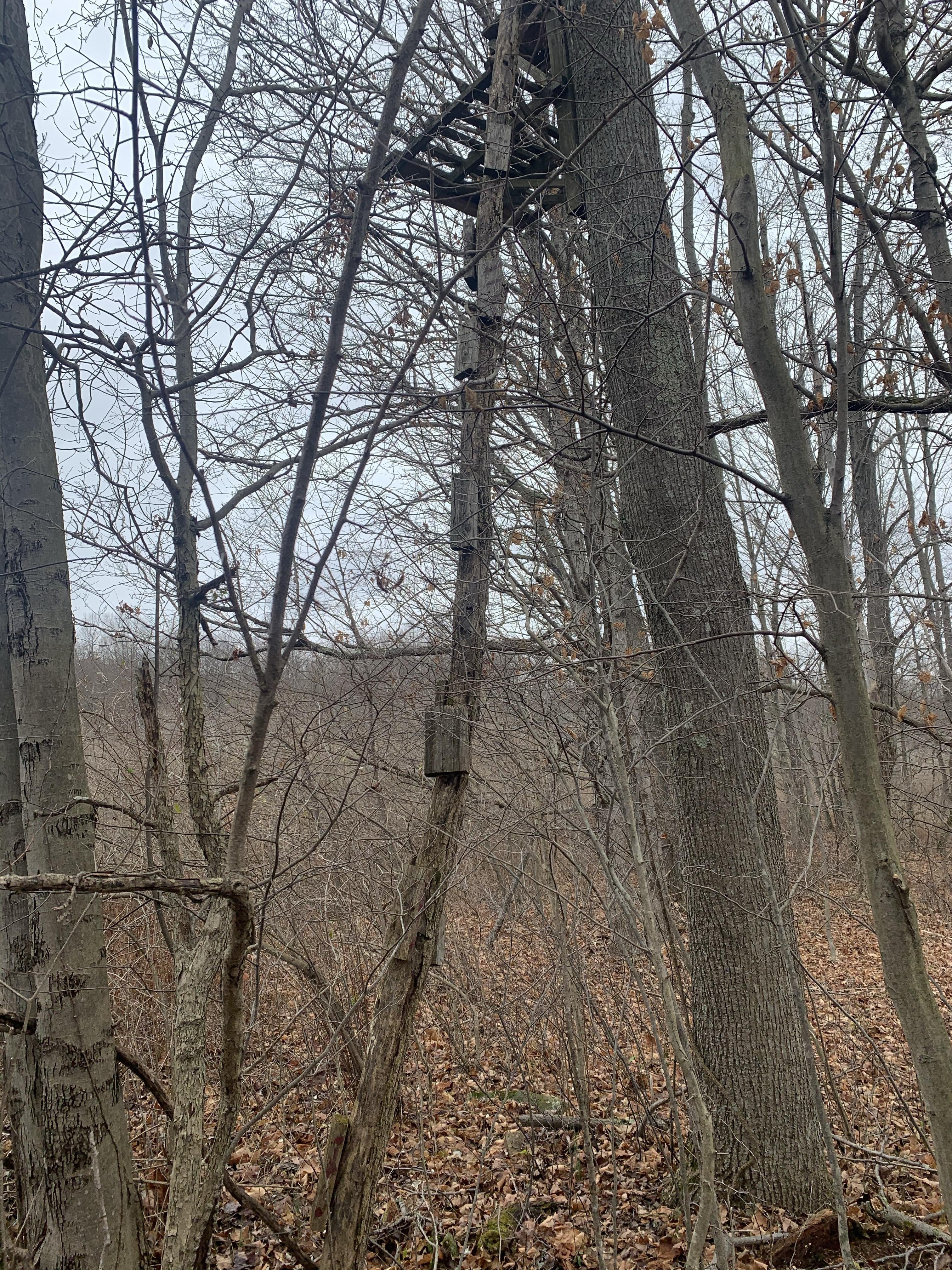 The abandoned treestand thread | Page 21 | Archery Talk Forum