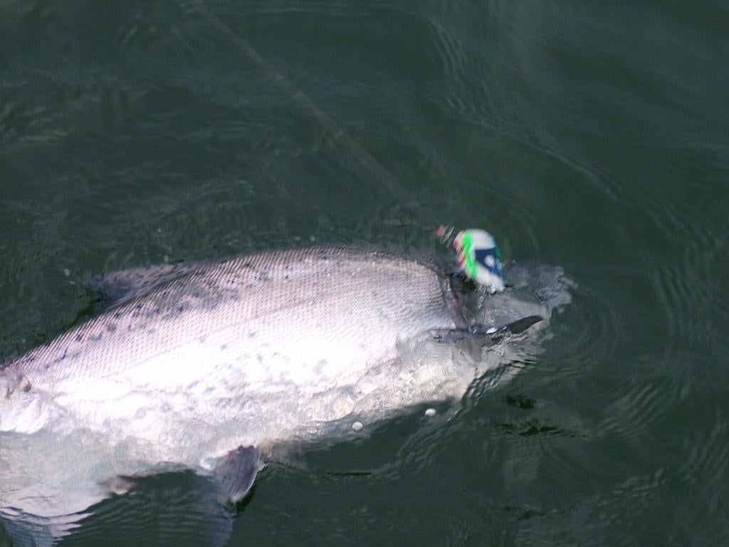 Brads 360 evolution flashers Page 3 IFish Fishing Forum