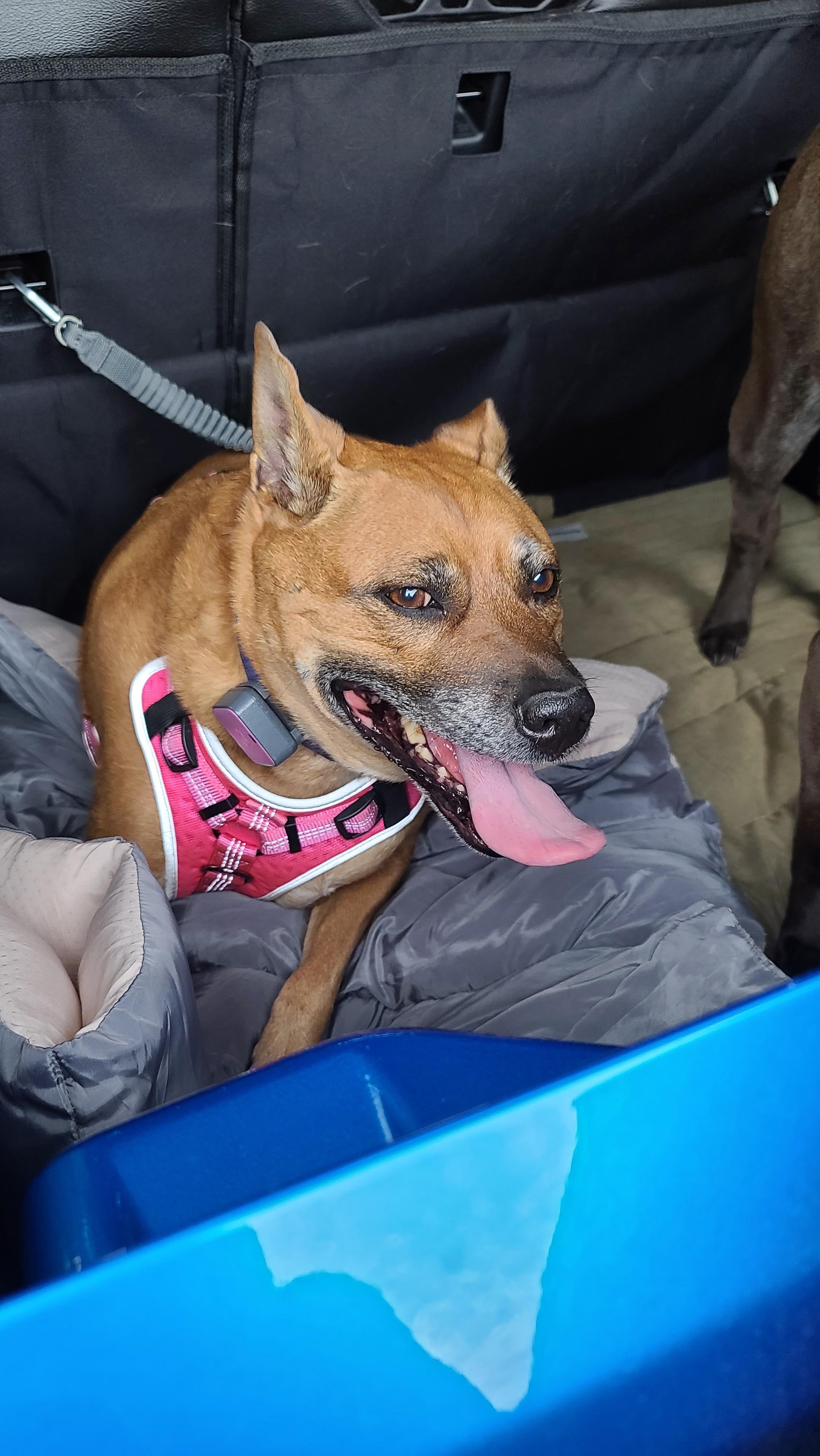 Dog Safety Harness Jeep Wrangler Forum