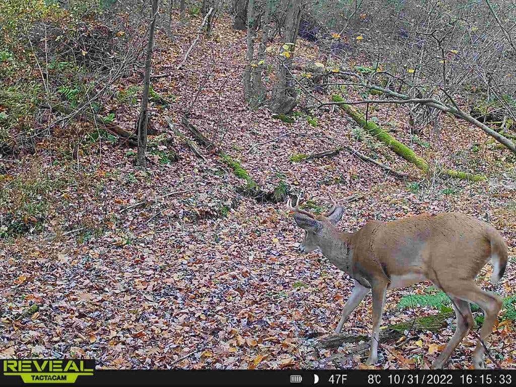 2022-23 THE Pennsylvania Thread *** | Page 151 | Archery Talk Forum