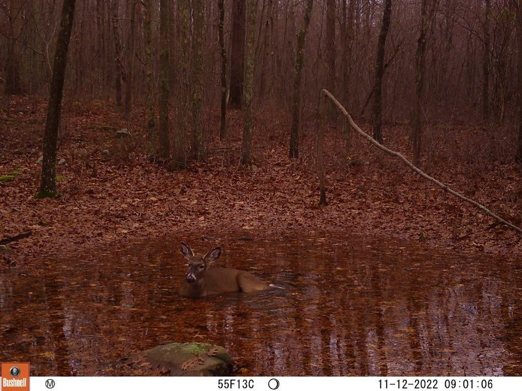 2022-23 THE Pennsylvania Thread *** | Page 219 | Archery Talk Forum