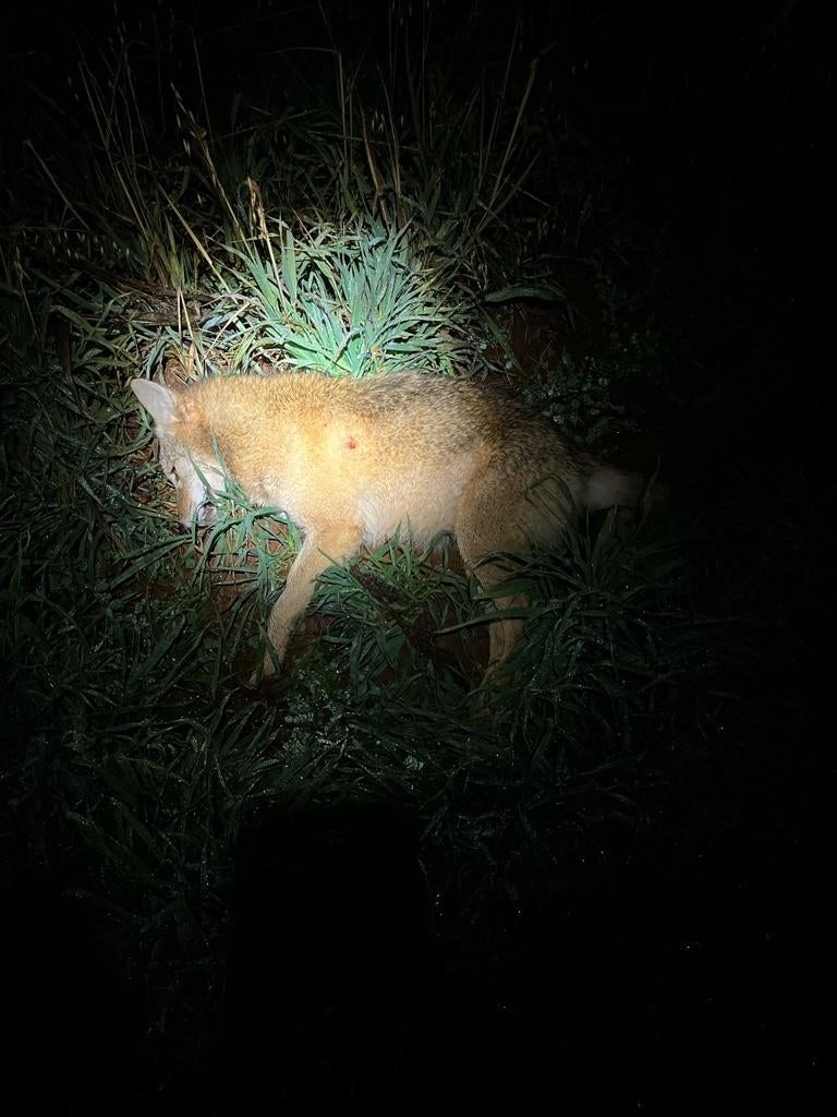 Calling Technique Request Predator Hunting Forum